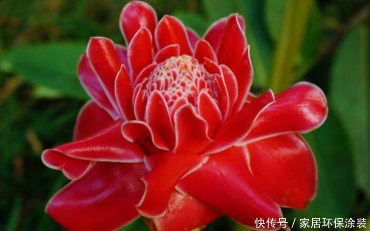 4种花高贵优雅,看了就让人沉醉,好养易活超美的