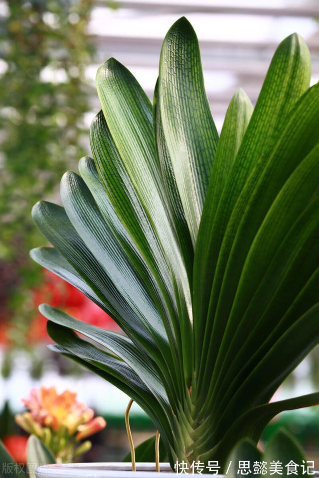 怎样让君子兰一年长出8片叶子?他的做法,值得我们学习