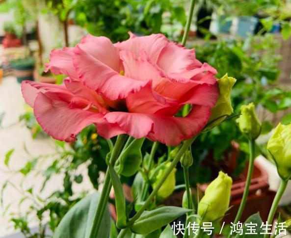 往花盆里丢“电线”,啥花都喜欢,难怪花和叶子“呼呼长”