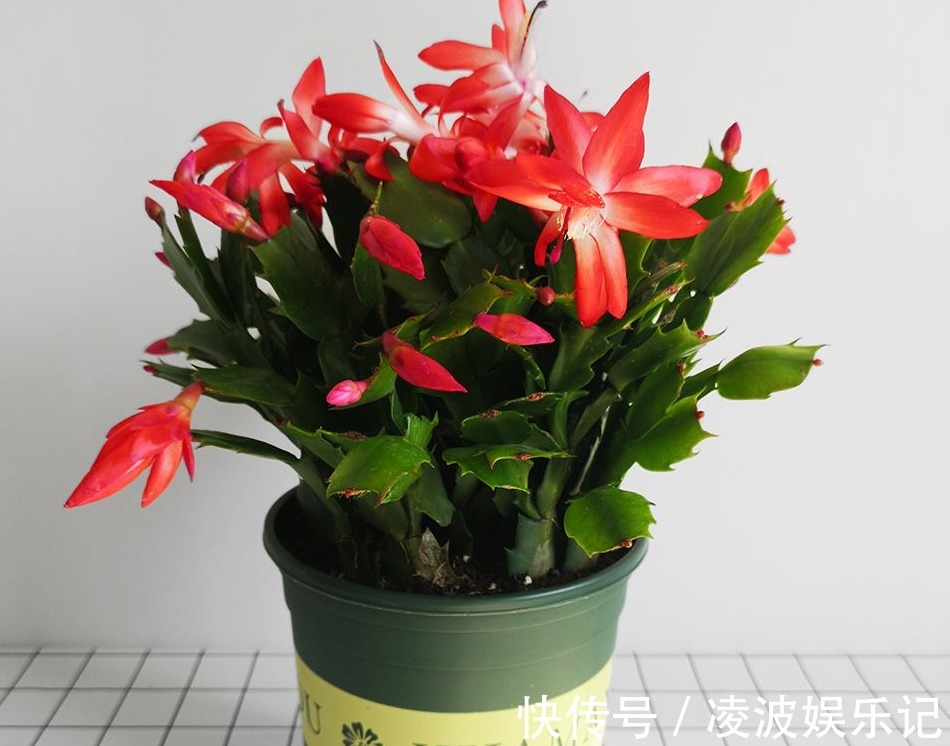 适应能力|天热养蟹爪兰,解锁浇水密码,度夏容易,盆栽照样嗖嗖长新叶