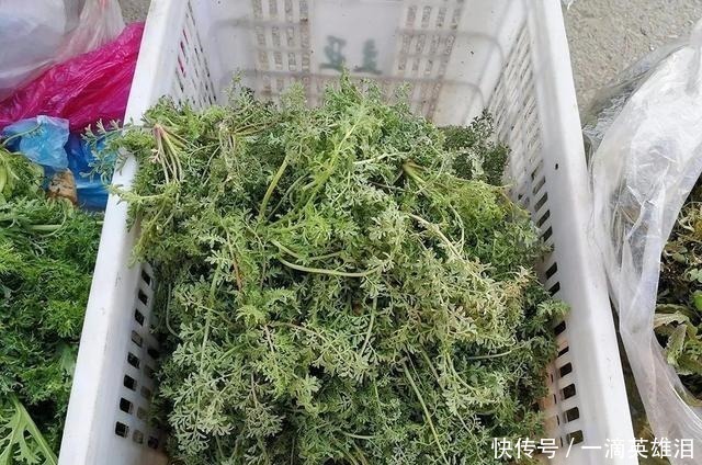 恶草|长得像艾草，古时是救命野菜，如今成麦田恶草，但见到请别错过