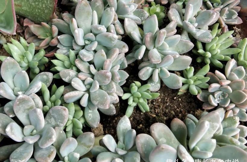 肉友|夏天可以用叶片来繁殖多肉吗？可以，但要讲究技巧叶片才可能发芽