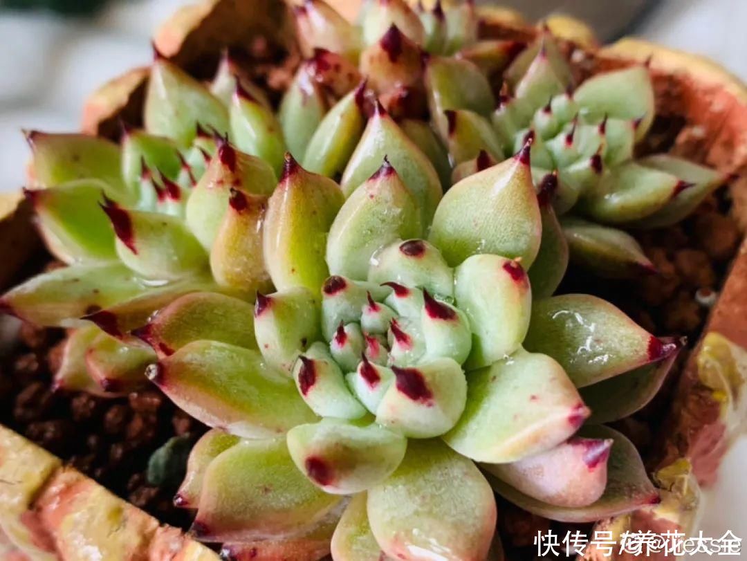 入夏前，10种花要赶紧施肥，不然以后没花看