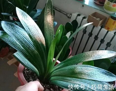 君兰|君子兰是多晒好,还是少晒好很多人弄反了,难怪黄叶不开花