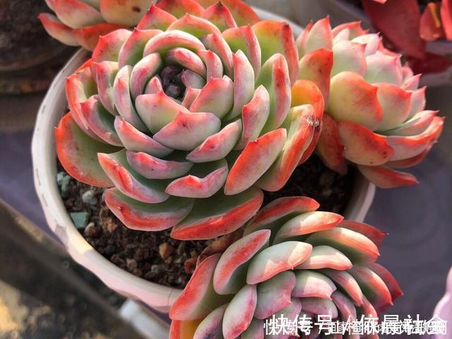 个个都是最美女王，多肉植物当中的“四大女王”，颜值爆表美翻天