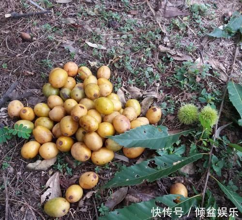 好几年没见过，常掉落一地没人捡，味道不好，作用却很大