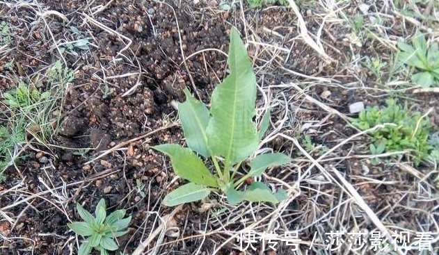 洋铁草|农村阴沟中常见野草，治多年“脚气”有良效，已经有人用来赚钱