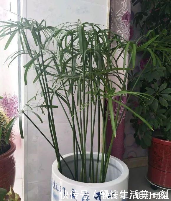 4种花“嗜水如命”,一刻也不能断水,缺了就蔫,看看你家有吗!