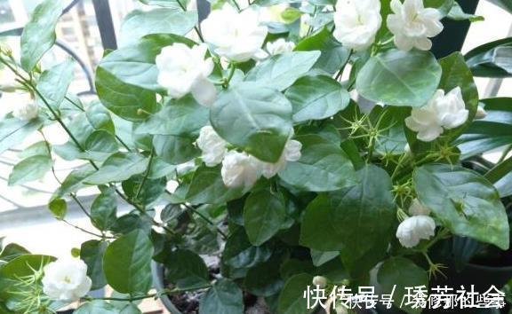 茉莉花|养好茉莉花,这一步“不能缺”花开一茬接一茬,连续不间断