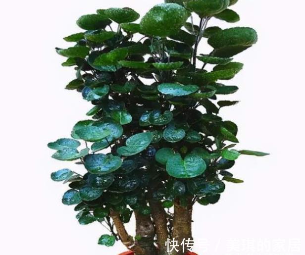 橡皮树|客厅适合养“3种树”，美观大气，越养越旺，运气越好