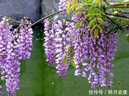 藤本|有个小阳台不要错过4种花,春天猛长新叶和花苞,邻居看了都羡慕