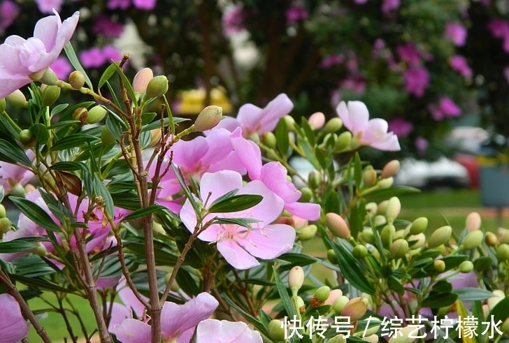 飞黄腾达|1月底运势越来越红火,未来飞黄腾达,事业有成的生肖