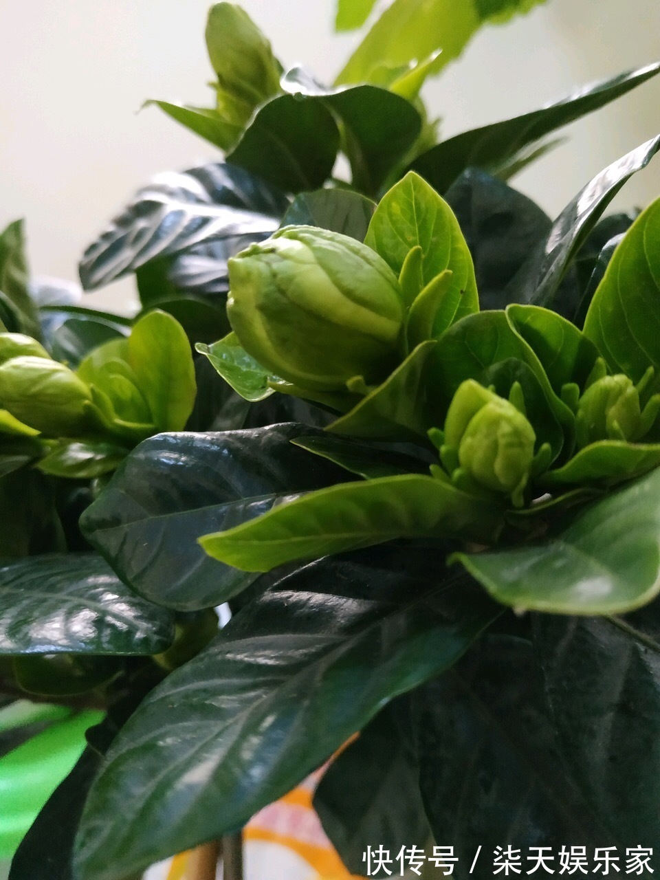 钾肥|栀子、茉莉不开花这么一处理,花苞“嗖嗖冒”,花朵洁白、芳香