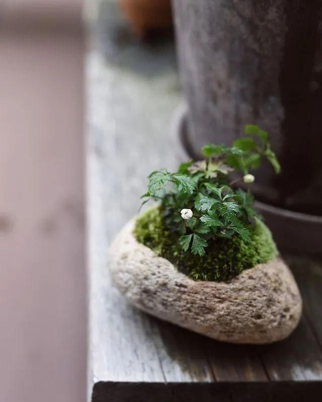 山野草，也高雅！