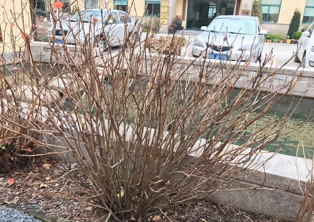 春天|冬天“壮汉花”,个个都“装死”,忍受寒冬,春天花量大增