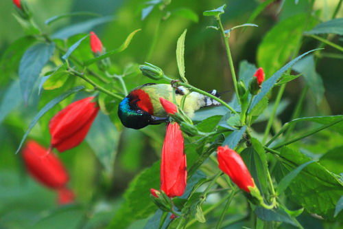 养花试试这几款,花色绚丽,丢土里就能活,一年四季开花不断