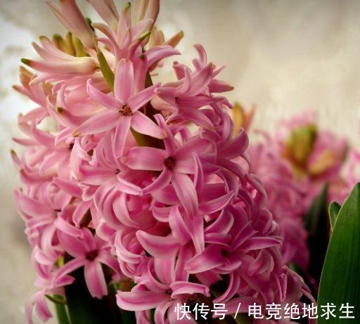 农历十一月大雪过后,养什么花?家里养3种花,身体康健福乐绵绵