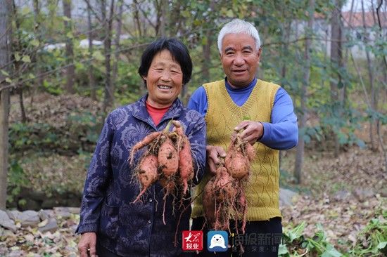 秋天|秋天的味道 |⑤ 香气扑鼻！日照五莲洪凝镇的地瓜烤熟了