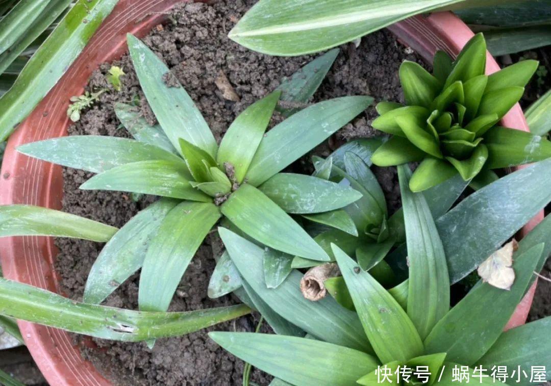 牡丹|这现在不能换盆的花,土一松就没命,白养大半年