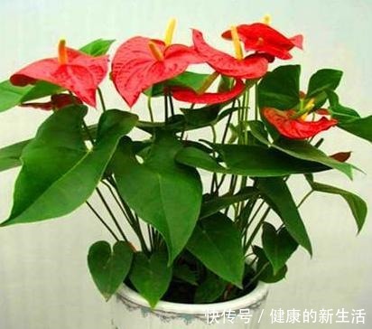 5种花最省心,皮实、好养、漂亮,基本上全年都在开花!