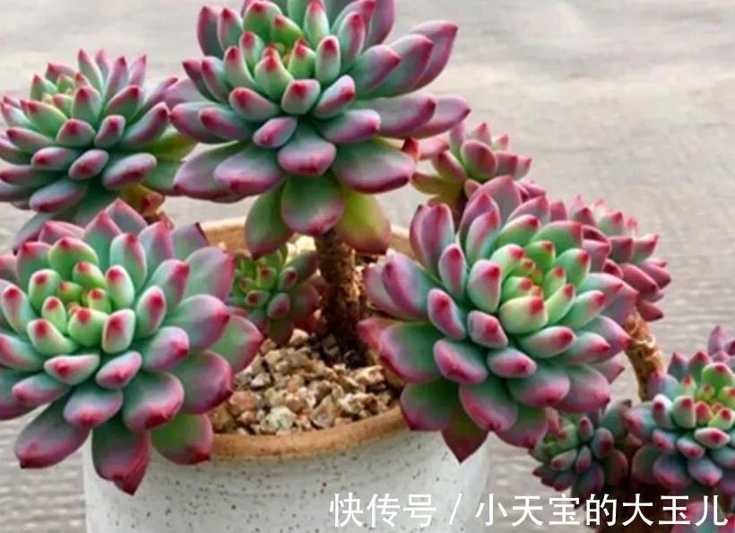 3种多肉大普货,简单养殖变成手捧花,价值翻了好几倍