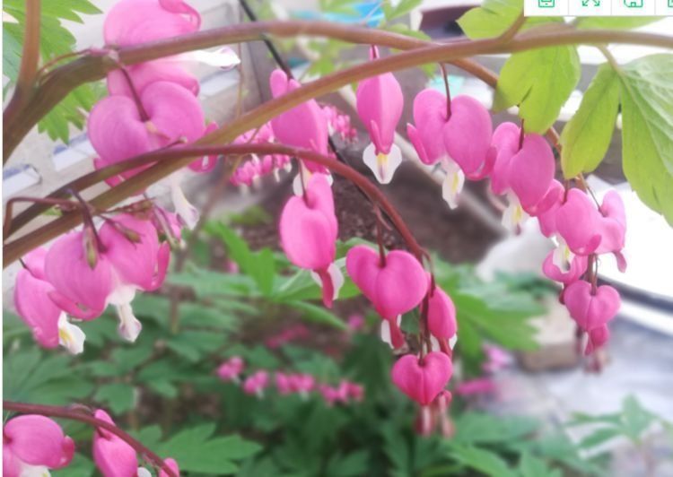遇见你|比香水还香的几种花，家里养一盆，花香四溢，花儿轻松开爆盆