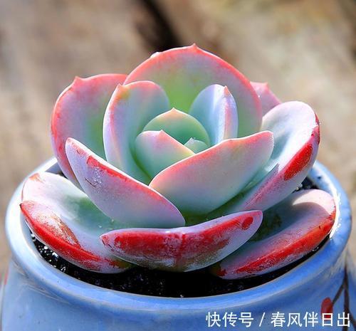 冬天养多肉白凤,了解掌握3个要点,仙气十足,谁见了都夸美!