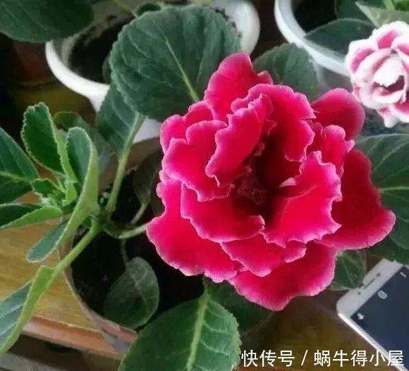 这几种花,哪怕干得打蔫,也不要往叶子喷水,否则只剩下花盆!