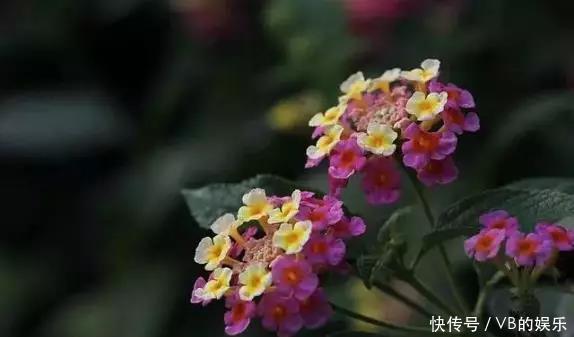 几种很耐寒的花,在冬天依旧开花美艳