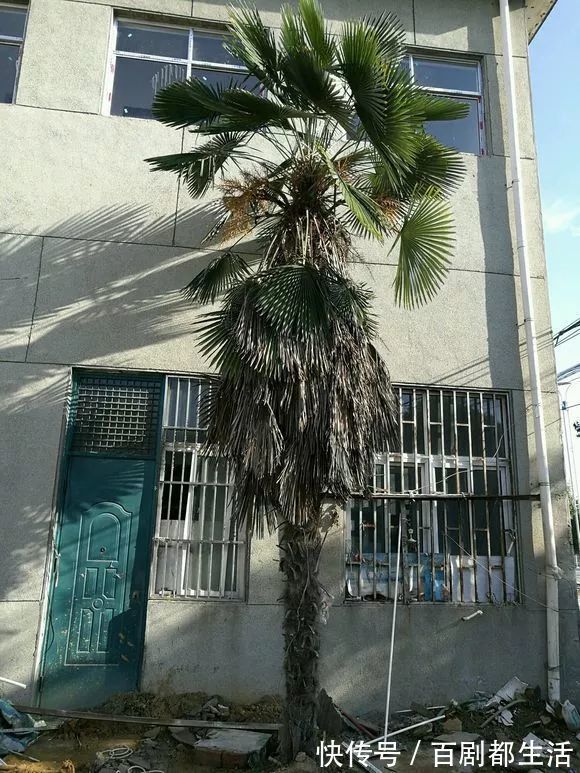 养花必备“排水物”,解决养花人的大难题!