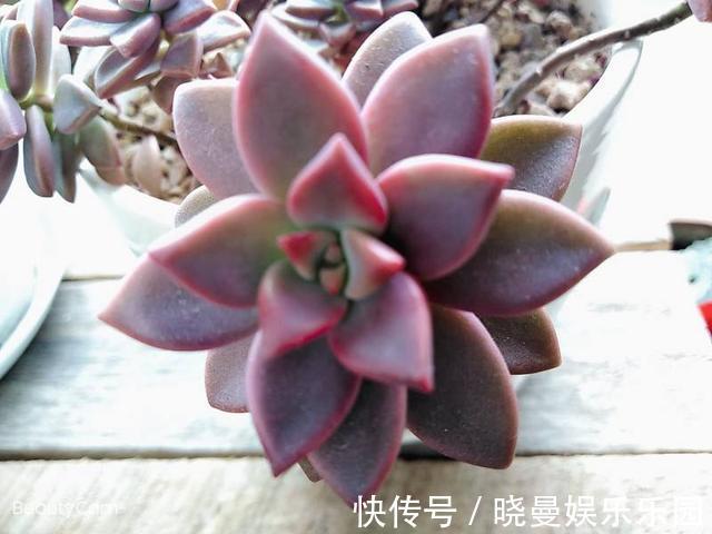 花友|容易养成老桩的多肉，新手也能养成，2年茎秆木质化