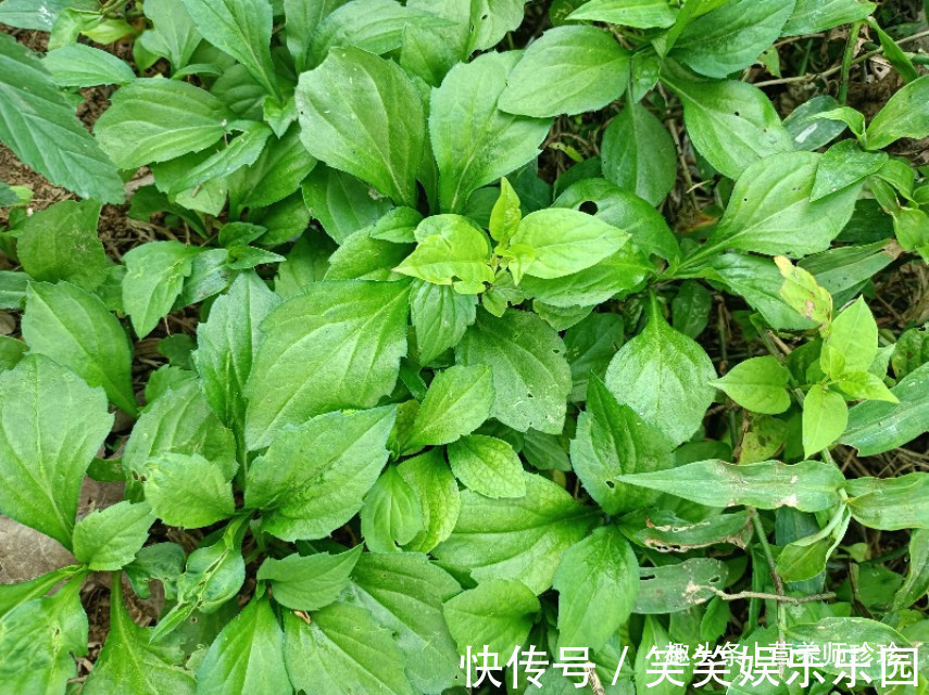 益母草|6种农村常见的野菜,比青菜还好吃,营养价值高,家乡人都喜欢吃