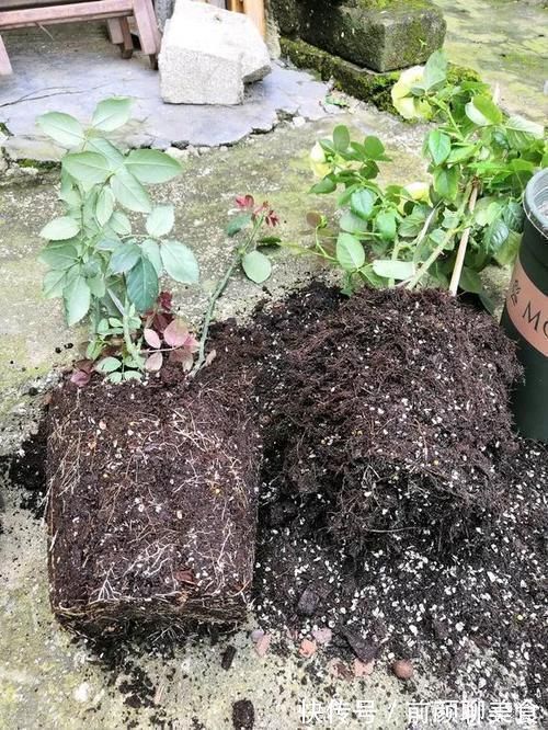 营养土还在买？3种东西混一混，变成万能花土，养啥旺啥！