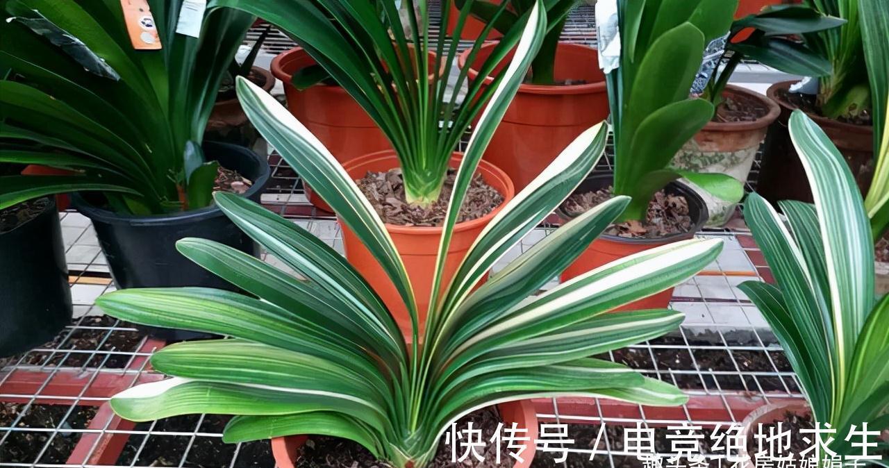 植料|君子兰养好养坏,不光要学会分辨,还要知道养好它的关键在哪里?