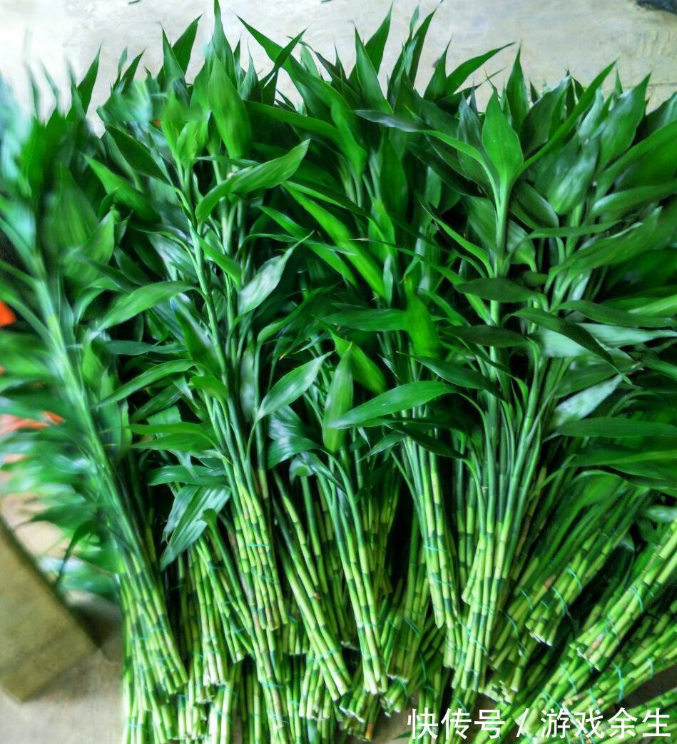 6种“吉利花”不要晒太阳,放在阴凉处,才能长得棒,富贵又旺家