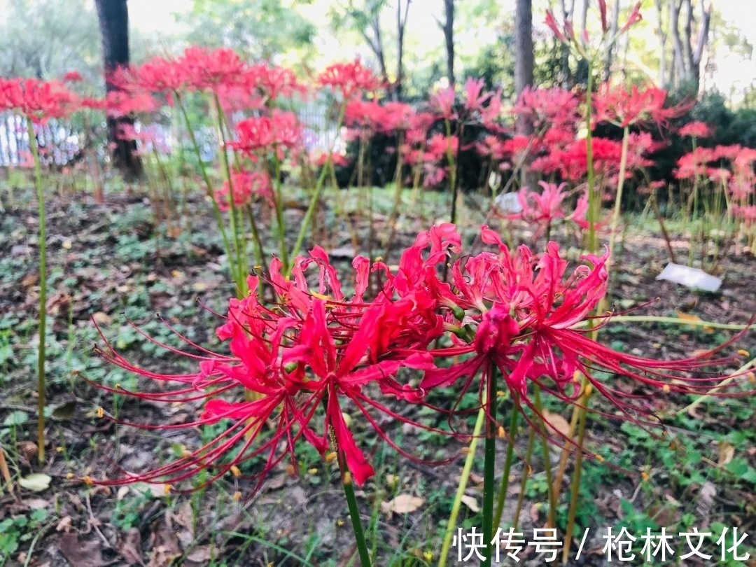 石蒜属“姐妹花”被错认,它到底是不是彼岸花