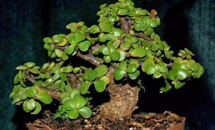 想养盆景就选“它”,一根“小枝条”,变成大“盆景”,只需一年
