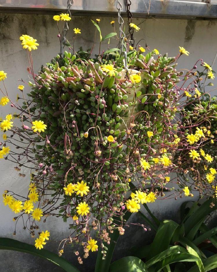 上档次|4种花养家里,漂亮好养上档次,满屋飘香,比香水还好闻