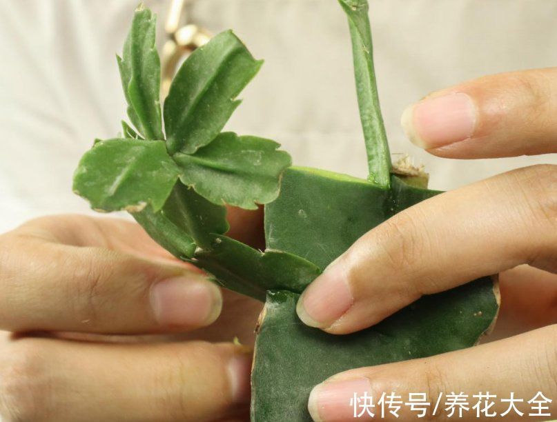 叶子|冬天扦插,最简单的方法学起来,这6种花都能生根