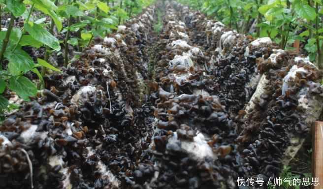 小吃|国外田地被扔掉的“垃圾”，在中国却成经典小吃，很多人争着吃