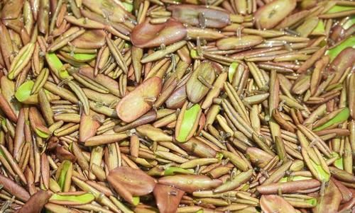 女人想瘦身，多吃保健食物，肌膚白嫩，消脂排毒，越來越年輕