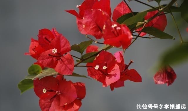 修剪|想让三角梅快速复花,修剪后别忘记做2件事,否则开花又要等好久!