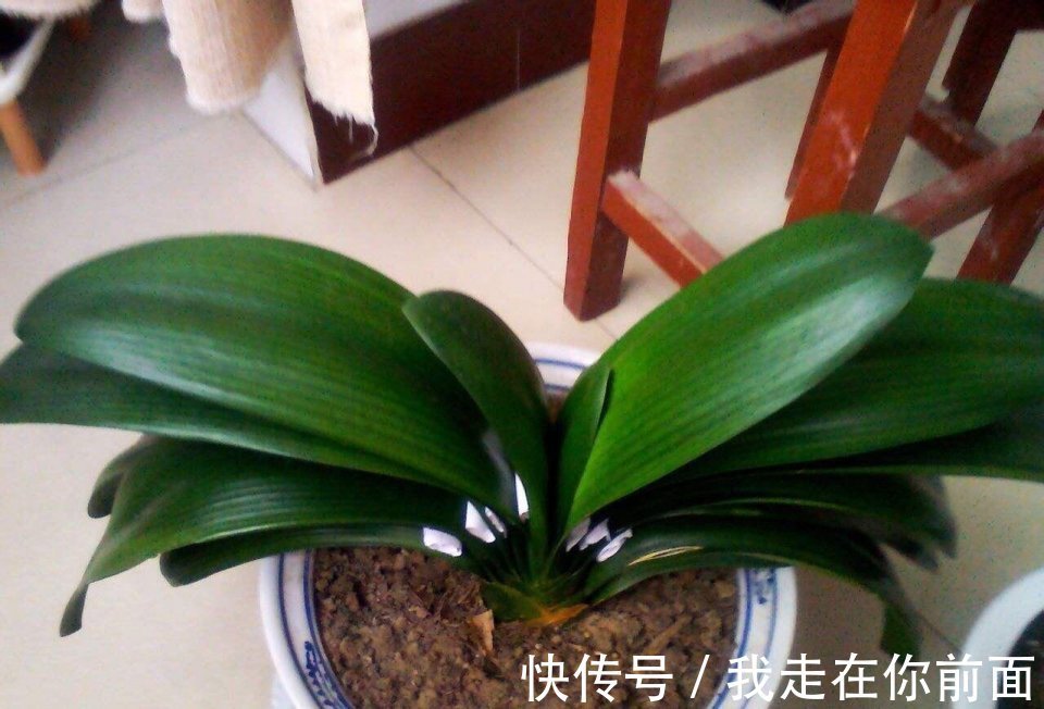 君子兰还不开花,怎么办用1招,顺利长出14片叶,开花爆盆