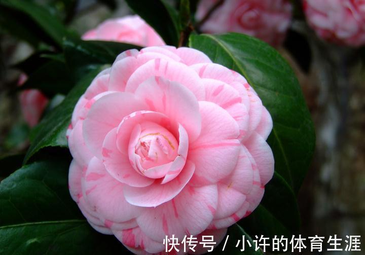 孕蕾期|分享茶花孕蕾期的养护方法,掌握3个重点,避免掉花苞,开花多