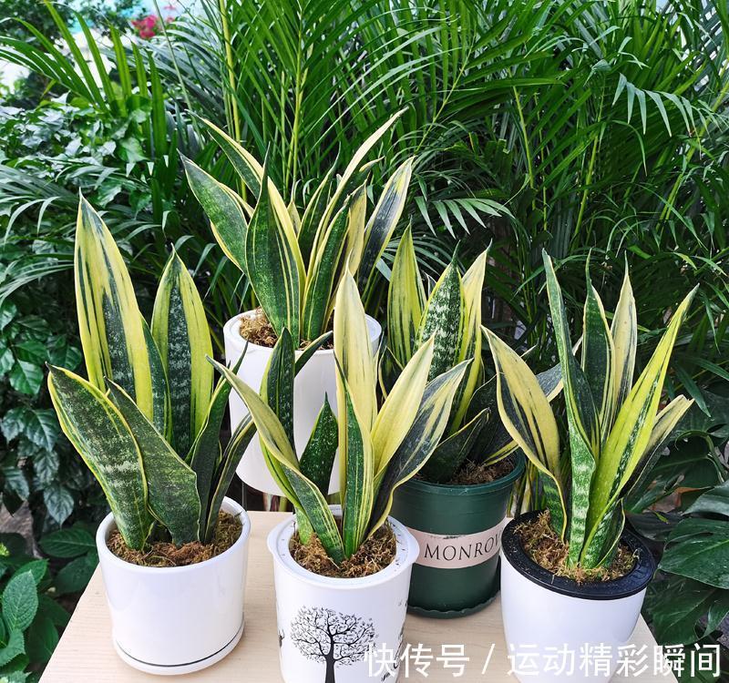 天冷需要多晒的“8种花”,有些还要“断粮少水”,不然熬不过冬