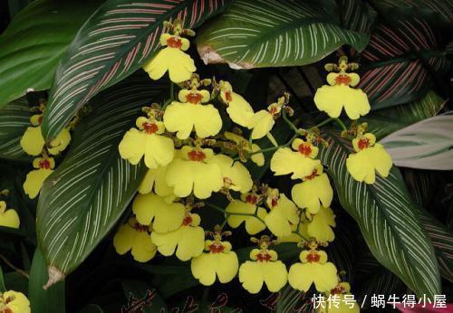 开花|家里采光不好?养着5种花,照样四季油绿,长得生机勃勃!