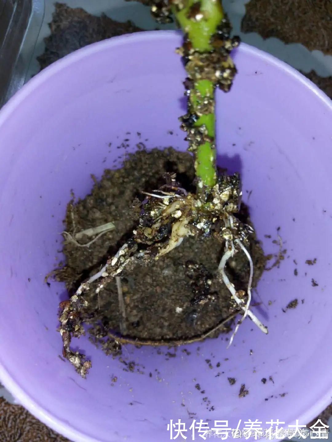 11种常见花，现在扦插，成活率特高