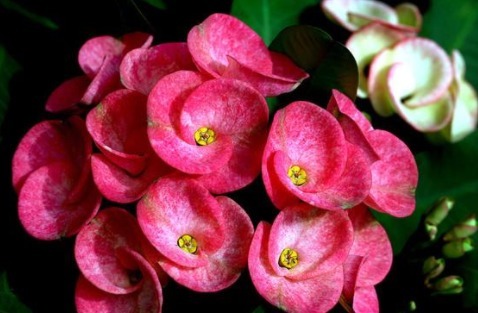 美爆阳台的3种花，花朵又美又香，四季开不停，养护容易，还很耐热