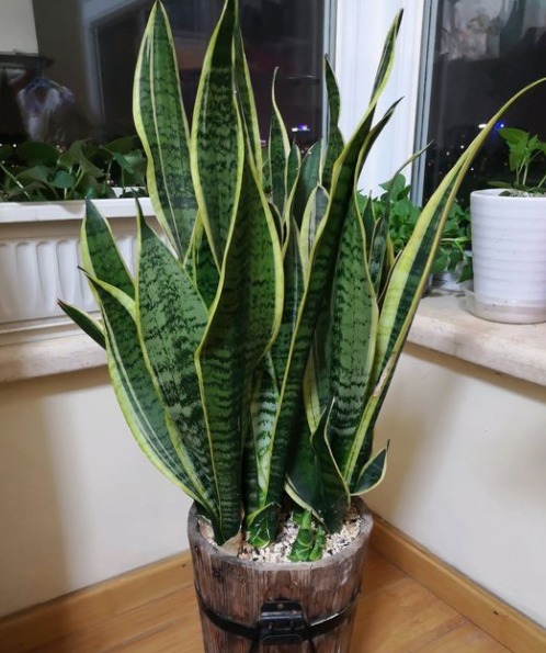 家中养虎皮兰，这样浇水才正确，叶片不黄不烂根，蹭蹭爆芽一大圈