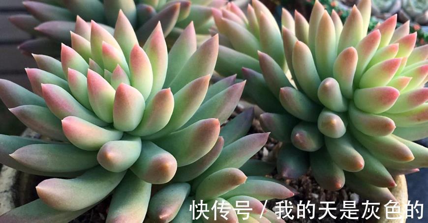光照|养多肉千佛手，砍头繁殖简单，叶插成活率高，适合新人练手